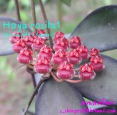 Hoya rosita1 (H. wayetii x tsangii) ไม้นิ้ว
