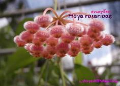 Hoya Rosarioae ไม้นิ้ว