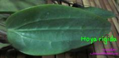 Hoya rigida ไม้นิ้ว (ใบใหญ่ สวย สวย สวย),  | suansuayhoya - โพธาราม ราชบุรี