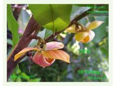 กลายชมพู (กลายม่วง)