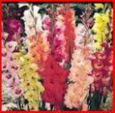 Gladiolus