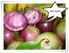 สตาร์แอปเปิ้ล (Star Apple) | ร้านเจ๊ห้อยขายต้นไม้ -  สระแก้ว