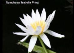 บัวฝรั่งขาวๆ Isabella Pring