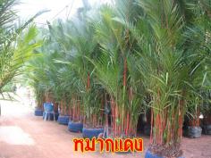 ขายหมากแดง สูง 4 เมตร  | จริงใจไม้มงคล แอนด์ แลนด์สเคป - ลำลูกกา ปทุมธานี