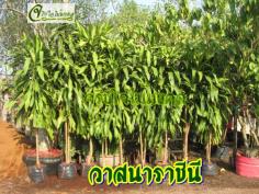 ขายวาสนาราชินีไซส์ใหญ่ สูง 2 เมตร 