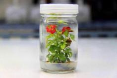 กุหลาบ(Baby Rose)เพาะเลี้ยงเนื้อเยื้อ | BOTANICA LAB - เมืองนครปฐม นครปฐม