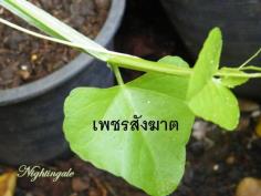 ว่านเพชรสังฆาต