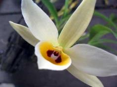 กล้วยไม้เอื้องพวงหยกตาดำดอกขาว | SR orchid&fern -  กรุงเทพมหานคร