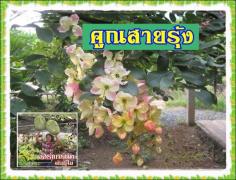 คูณสายรุ้ง | มินิ ออร์แกร์นัท ฟาร์ม - กบินทร์บุรี ปราจีนบุรี