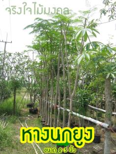 ขายต้นหางนกยูงขนาด2-3นิ้วราคาถูก