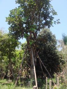 ต้นทองกวาว | สวนเฮงเจริญ - เมืองปราจีนบุรี ปราจีนบุรี