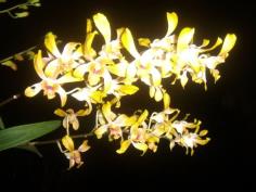 กล้วยไม้ (Orchid)