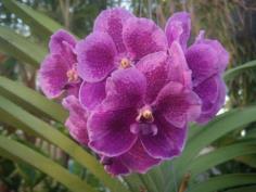 กล้วยไม้ (Orchid) แวนด้า | สวนกอบกุญ (KOBKUN GARDEN) - เมืองอุดรธานี อุดรธานี