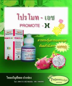 Promote - H ฮอร์โมกระตุ้นแก้วมังกร  | ร้านไทยเจริญพืชผล ปากช่อง - ปากช่อง นครราชสีมา