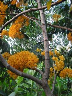 อโศกเหลือง | สวนทวี - เมืองปราจีนบุรี ปราจีนบุรี