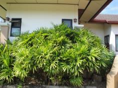 ต้นจั๋งเชียงใหม่ (Lady palm)