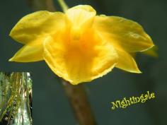 เอื้องคำปอน