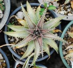 Dyckia Silver Sheen 