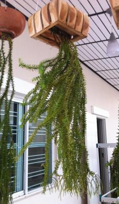 ช้องนางคลี่ (Lycopodiaceae) | บ้านสวน -  กรุงเทพมหานคร