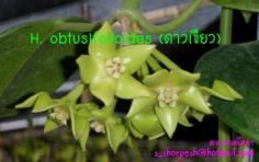Hoya obtusifolioides ไม้นิ้ว