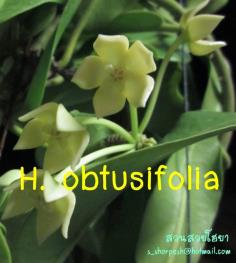 Hoya obtusifolia  โฮยา ออบทูซิโฟเลีย ไม้นิ้ว