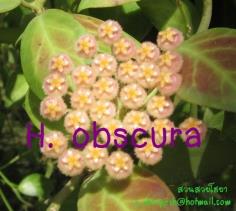 Hoya obscura  โฮยา ออบสกูร่า ไม้นิ้ว