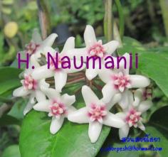 Hoya Naumanii  โฮยา นัวมานิอาย ไม้นิ้ว