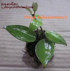Hoya Nabawanensis  โฮยา นาบาวาเนนซิส ไม้นิ้ว