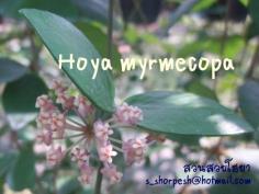 Hoya myrmecopa โฮยา มายมีโคปา ไม้นิ้ว
