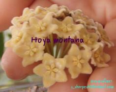 Hoya montana  โฮยา มอนทาน่า ไม้นิ้ว
