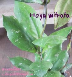 Hoya Mitrata  โฮยา มิททาท่า ไม้นิ้ว