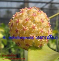 Hoya mindorensis (ดอกเหลือง) ไม้นิ้ว