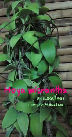 Hoya Micrantha  โฮยา มิกรานทา ไม้นิ้ว