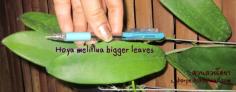 Hoya meliflua bigger leaves ไม้นิ้ว