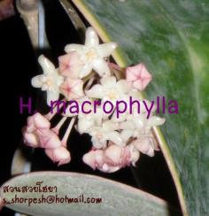 Hoya macrophylla  โฮยา มาโครไฟล่า ไม้นิ้ว