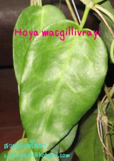 Hoya macgillivrayi  โฮยา แมคกิลลิลลายี่ ไม้นิ้ว