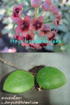Hoya lucardenasiana ไม้นิ้ว
