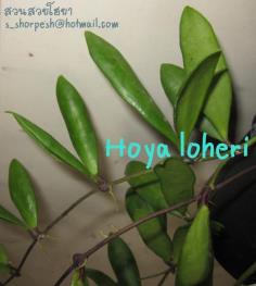 Hoya loheri  โฮยา โลฮีรี่ ไม้นิ้ว