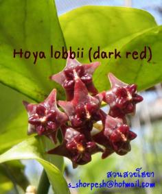 Hoya lobbii (dark red/สีดำออกใสๆ)