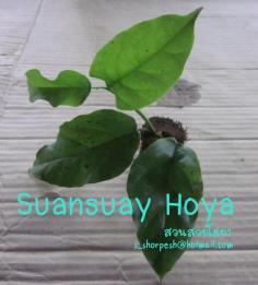 Hoya lasiantha  โฮยา ลาเซียนท่า ไม้นิ้ว