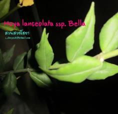 Hoya lanceolata ssp. Bella ไม้นิ้ว