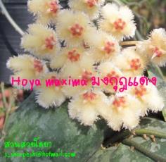 Hoya imbricata  Hoya maxima  มงกุฎแดง