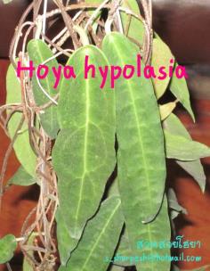 Hoya hypolasia  โฮยา ไฮโปลาเซีย ไม้นิ้ว