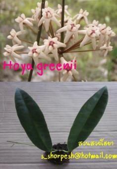 Hoya greenii  โฮยา กรีนนิอาย ไม้นิ้ว