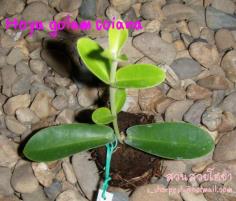 Hoya golam coiana ไม้นิ้ว