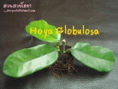 Hoya Globulosa  โฮยา โกบูโลซ่า ไม้นิ้ว
