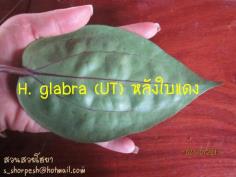 Hoya glabra (UT) หลังใบแดง ไม้นิ้ว