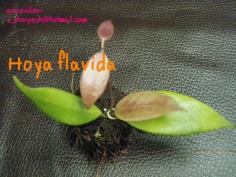 Hoya flavida  โฮยา ฟาวิด้า ไม้นิ้ว