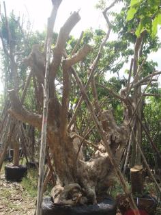 ต้นชุมแสง | สวนทวี - เมืองปราจีนบุรี ปราจีนบุรี