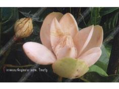 ยี่หุบทุ่งใหญ่นเรศวร